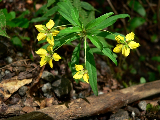 {Lysimachia lanceolata}